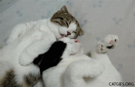 cat gif image unseen pictures