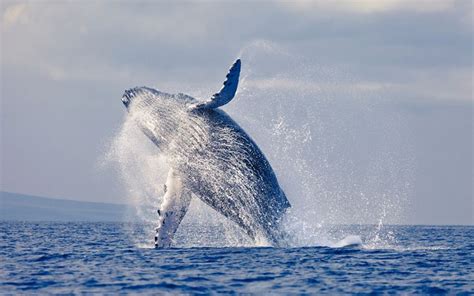duiker opgeslokt en uitgespuugd door walvis er  geen tijd voor angst de morgen