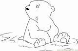 Bear Coloring Polar Little Water Sitting Pages Coloringpages101 Online Color sketch template