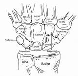 Anatomy Hand Bone Bones Drawing Human Physiology Wrist Carpal Carpals Diagram Medical Worksheet Skeleton Labeled Skeletal Geeky Medics Overview Muscles sketch template