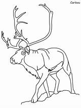 Coloring Arctic Caribou Tundra Pages Habitat Ws sketch template