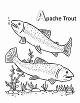 Trout Coloring Pages Apache Brook Mating Color Getcolorings Getdrawings sketch template