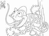 Camaleonte Reptiles Colorare Disegni sketch template
