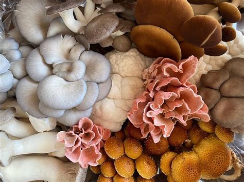 slo county farms are growing ‘gorgeous exotic mushrooms what s