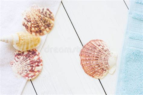 sea shell spa concept stock photo image  beautiful