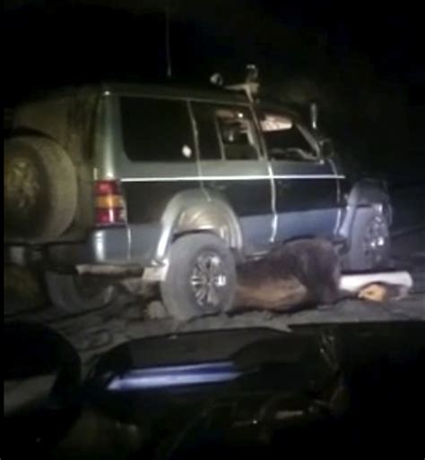 Man Punished For Repeatedly Running Over Bear In Shocking