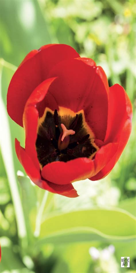 ah la tulipe difficile de faire  hollandais direz vous mais la tulipe est en fait