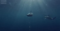 Image result for Moving Wallpapers, Sharks. Size: 202 x 106. Source: carisca.github.io