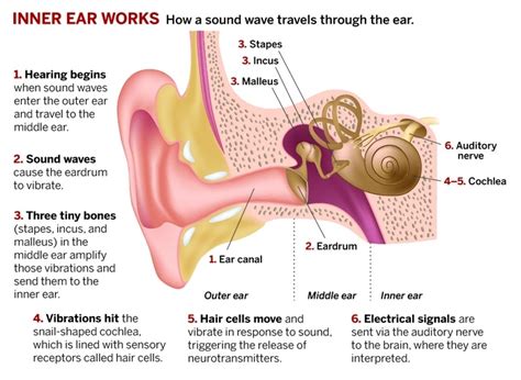 auditory pathway science
