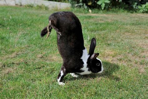 rabbits walk   front feet    legs   air