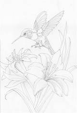 Hummingbird Coloring Pages Bird Drawing Drawings Birds Patterns Adult Sketches Bergsma Embroidery Press Designs Doodles Tattoo Flower Painting Choose Board sketch template