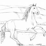 Coloring Horse Andalusian Pages Printable sketch template