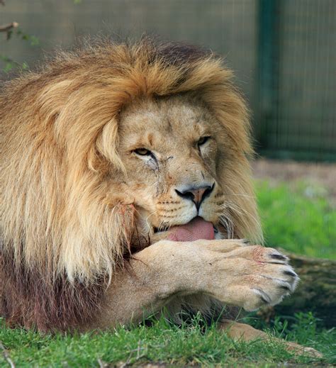 lion licking paw  stock photo public domain pictures