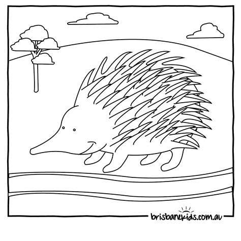 australian animals colouring pages brisbane kids animal coloring