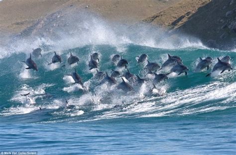 40 dolphins cought on camera riding waves in south africa