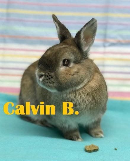 pin  san diego house rabbit societ  adopt   sdhrs animals adoption calvin