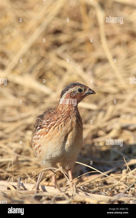 japanese quail coturnix japonica male  japan stock photo alamy