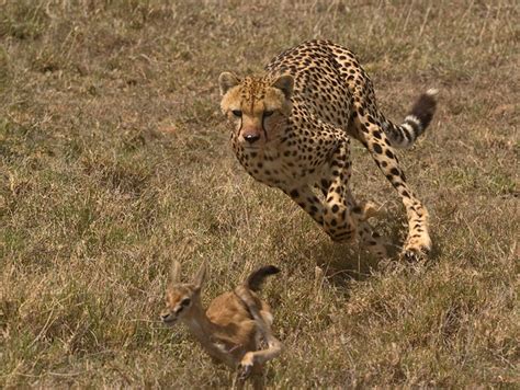 cheetah chasing lunch long range hunting  magazine