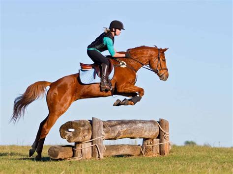 top  types  jumps  horse sports competitions
