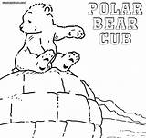 Coloring Bear Polar Pages sketch template