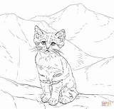 Coloring Cat Pages Kitten Sand Realistic Wild Drawing Printable Kittens Cats Clipart Color Drawings Print Dot sketch template