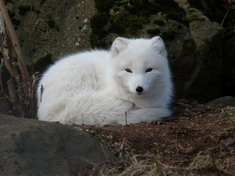 arctic white fox symbolic meaning saqred spirit shaman