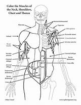 Coloring Muscles Thorax Chest Neck Anterior Anatomy sketch template