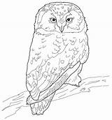 Chouette Coloriage Civetta Eulen Colorare Ausmalbilder Ausdrucken Disegno Boreal Schnee Malvorlagen Capogrosso Ausmalen Eule Owls Colorier Malvorlage Gufi sketch template