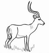 Gazelle Gazelles sketch template