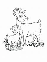 Goat Coloring Pages Cute Baby Boer Billy Goats Drawing Printable Color Getcolorings Mountain Getdrawings Three Colorings Print sketch template