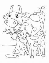 Cow Baby Coloring Drawing Calf Pages Its Mother Getdrawings sketch template