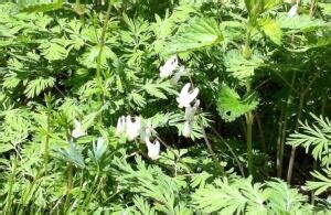 theyre    find spring wildflowers  pei cbc news