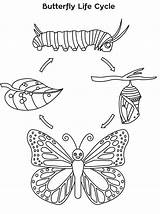 Ciclo Monarch Farfalla Schmetterling Vitale Borboleta Della Papillon Stages Raupe Butterflies Cykl Motyl Motyla Kolorowanka Rozwojowy Nasze Przedszkole sketch template