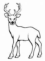 Coloring Deer Pages Antler Getcolorings Baby Horn Long Color sketch template