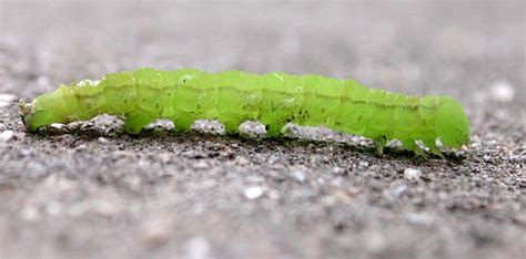 eine kleine gruene raupe foto bild tiere wildlife insekten