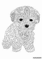 Coloring Pages Dog Adult Bichon Puppy Frise Book Dogs Doodle Golden Blank Sketch Drawn Mandala Adults Printable Animal Illustration Mandalas sketch template
