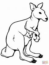 Outline Kangaroo Drawing Getdrawings Coloring Pages sketch template