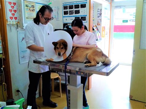 veterinarian clinics animal hospitals  saigon   furkids