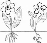 Flower Coloring Monocot Dicot Monocots Dicots Cycle sketch template