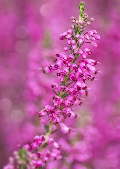 tickled pink flowers photography beautiful flowers flower pictures
