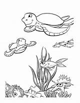 Coloring Pages Turtle Sea Ocean Printable Animal Kids Floor Animals Drawing Ecosystem Baby Habitat Turtles Color Getdrawings Print Draw Life sketch template