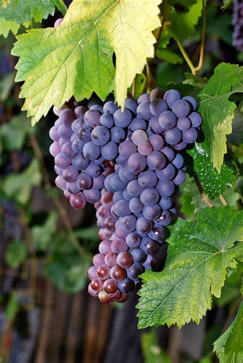 buy merlot organic wine grapes planting justice