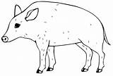 Peccary Wildschwein Javelina Wildschweine Ausmalbild sketch template