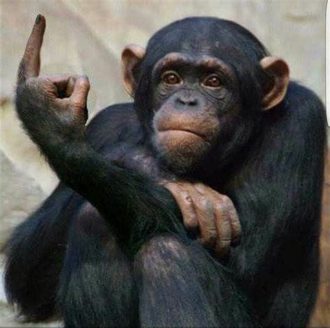 monkey giving  finger monkeys funny funny animals   zoo