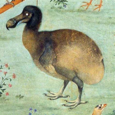 dodo  life tetrapod zoology