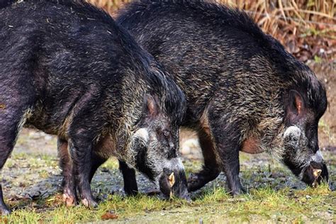 rueyada domuz diskisi goermek ne anlama gelir guencel oku