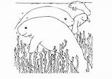 Manatee Coloring Pages Cute Related Large sketch template