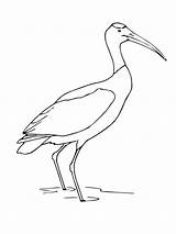 Pages Coloring Stork Birds Recommended sketch template
