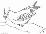 Jilguero Meadowlark Western Ino Jilgueros Aves Yamanaka Pintar Coloringhome sketch template