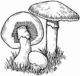 Mushroom Coloring Pages Drawing Drawings Color Visit Colouring Printable Different Sketches sketch template
